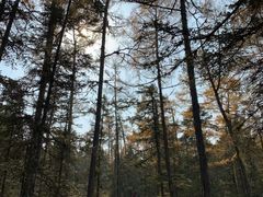 -汤旺河林海奇石景区