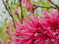 -渭南桃花源民俗文化园