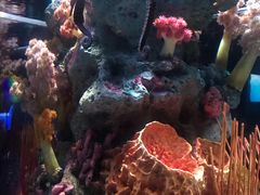 -暹罗海洋世界