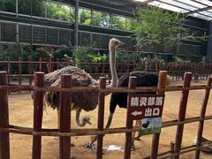-呀路古热带植物园