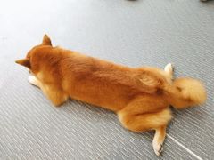 -柴源莊·柴小宠柴犬咖啡