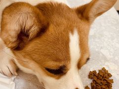 -萌兽医馆·犬猫专科·眼科中心·宠物医院(朝阳门分院)
