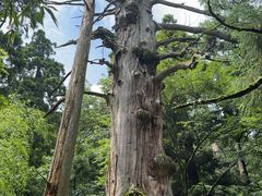 -天目山大树王景区