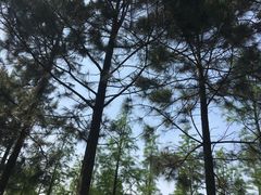 -瑶湖郊野森林公园