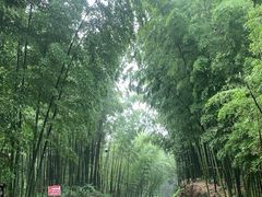 -蜀南竹海景区