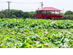 -嘉北郊野公园