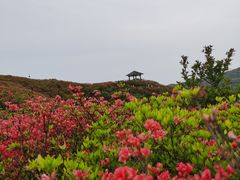 -大围山国家森林公园