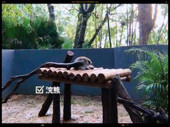 -深圳野生动物园