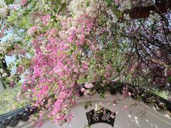 -深圳国际园林花卉博览园