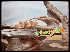 -北京野生动物园