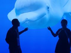 -秦皇岛乐岛海洋王国