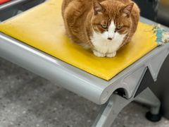 -四月宠物医院·猫专科·心脏专科·内科(转塘店)