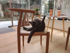 -猫咪派对(江南西店)