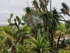 -墨尔本皇家植物园