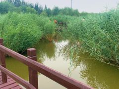 -西青郊野公园