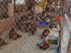 -鱼窝棚柴火铁锅炖(富山屯店)