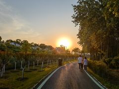 -合肥滨湖国家森林公园