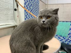 -pd派德宠物中心医院24H急重症·眼科中心·血液透析中心(嵩山北路店)