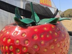 -喜杨洋草莓采摘园