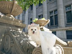 -超宠爱宠物摄影-Super pet
