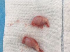 -纳吉亚猫专科动物诊疗中心(蒋宅口分院)