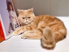-猫小院猫主题餐厅(三里屯店)