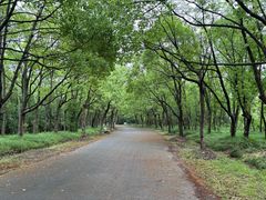 -上海海湾国家森林公园