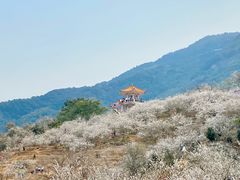 -广州市流溪河国家森林公园