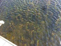 溱湖国家湿地公园-溱湖国家湿地公园