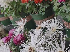 -杭州植物园