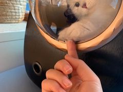 -芭比堂动物医院·犬猫全科·异宠专科(雁塔分院)