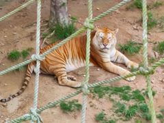 -西霞口神雕山野生动物世界