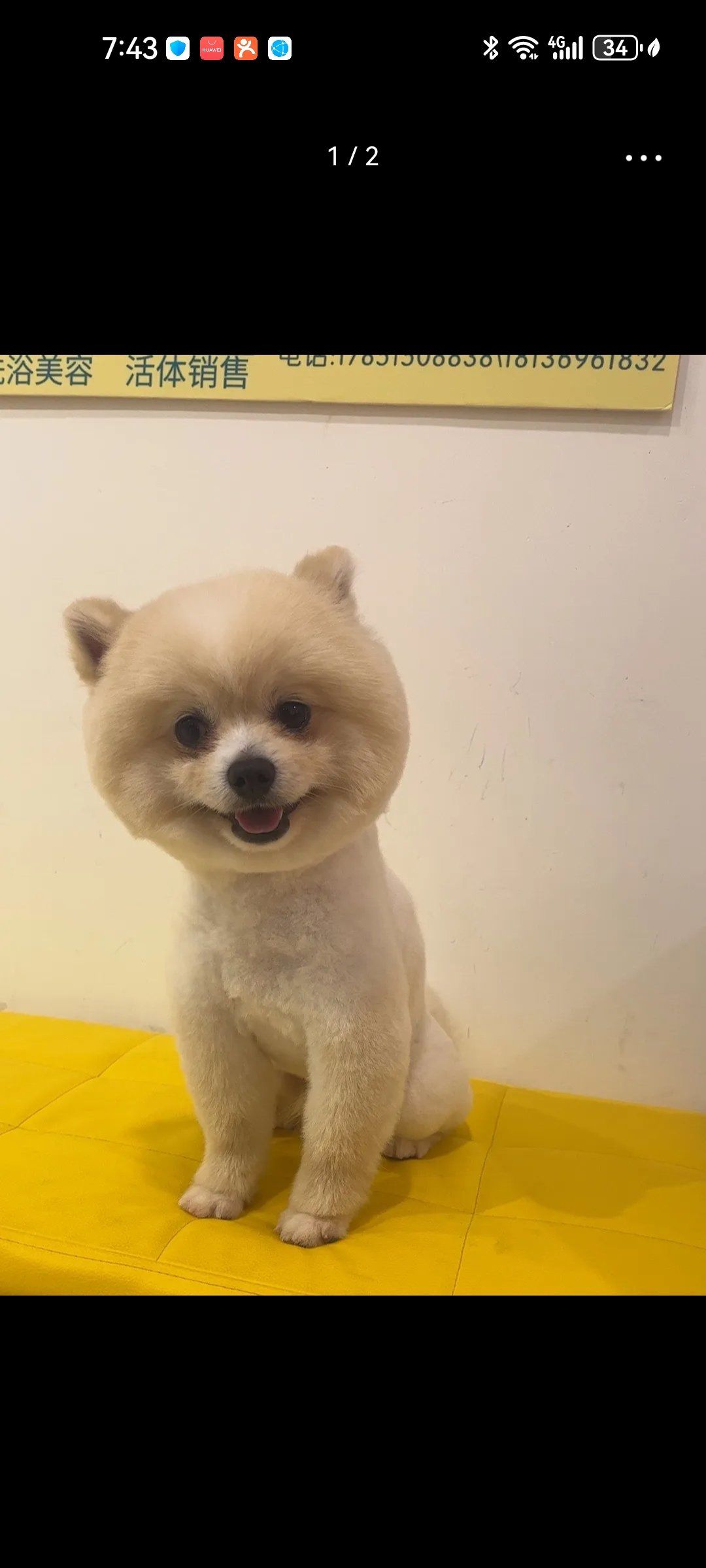 这个小博美剪完毛真好看