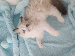 -麒麟缅因猫舍·十五年缅因猫选购中心