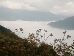 -阿里山神木遗迹