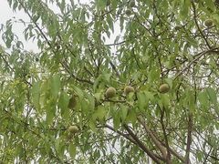 -水西公园