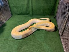 -清迈夜间动物园