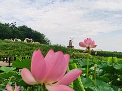 -大塘金香草谷
