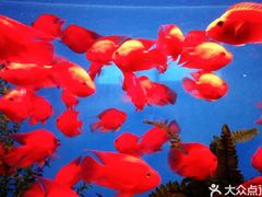 -石家庄极地海洋世界