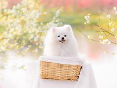 -花开海上生态园