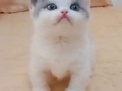 -Bastet sally猫舍购宠(静安店)