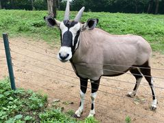 -大连森林动物园