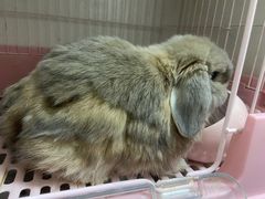 -美联众合动物医院·24h转诊中心