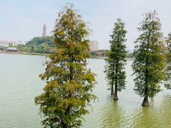 -顺峰山公园