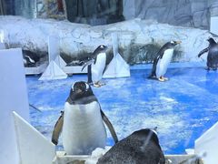 -芜湖新华联大白鲸海洋公园