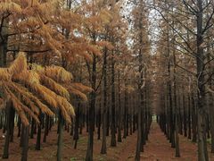 -上海佘山国家森林公园天马山园