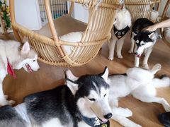 -Husky Go! 哈士奇体验馆·宠物咖啡厅狗咖