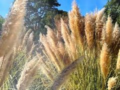 -昆明植物园