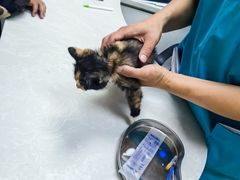 -中农国际动物医院24小时·猫科·骨科·急重症中心