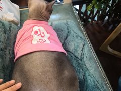 -李小姐の猫咖啡馆(五角场店)